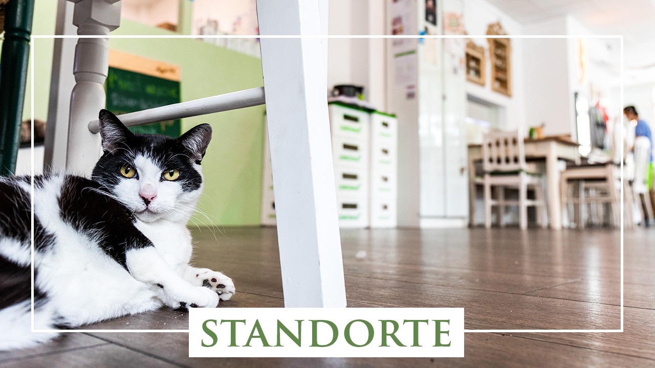 Katzentempel Erlebe den MiauEffekt