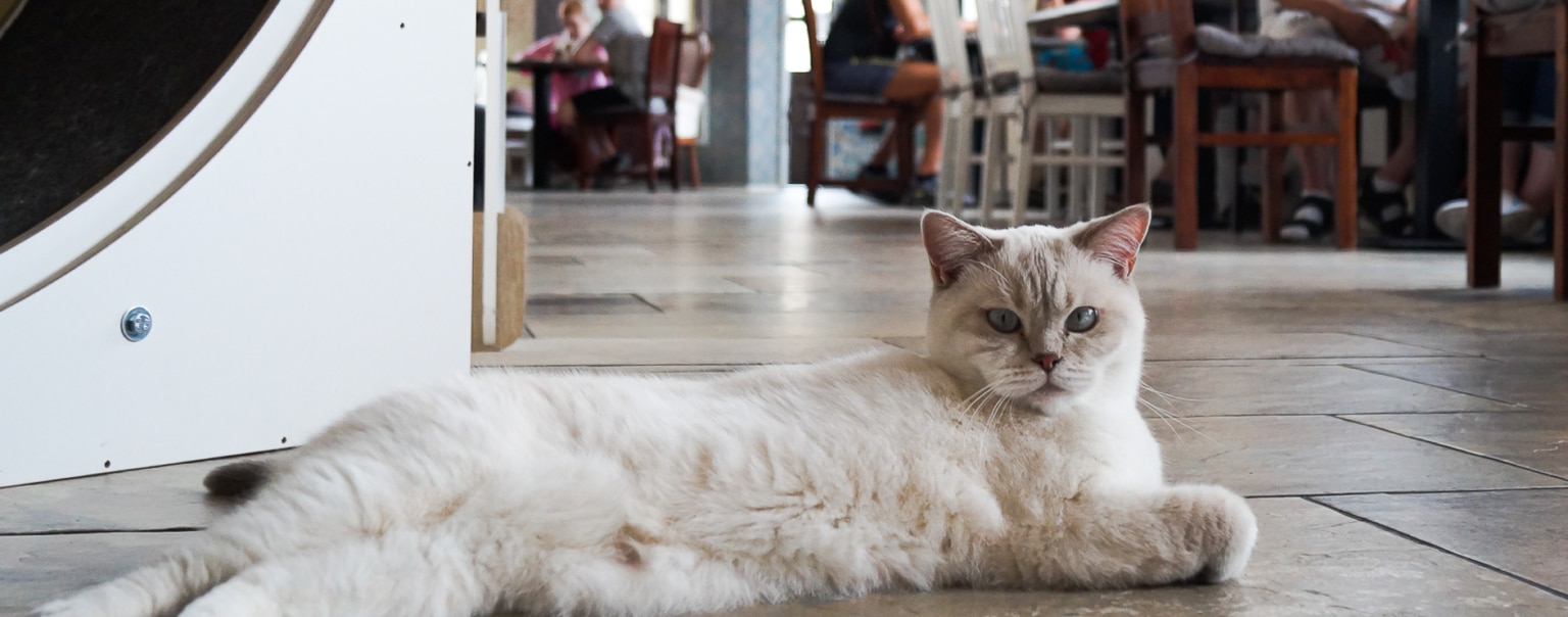 Katzentempel Erlebe den MiauEffekt