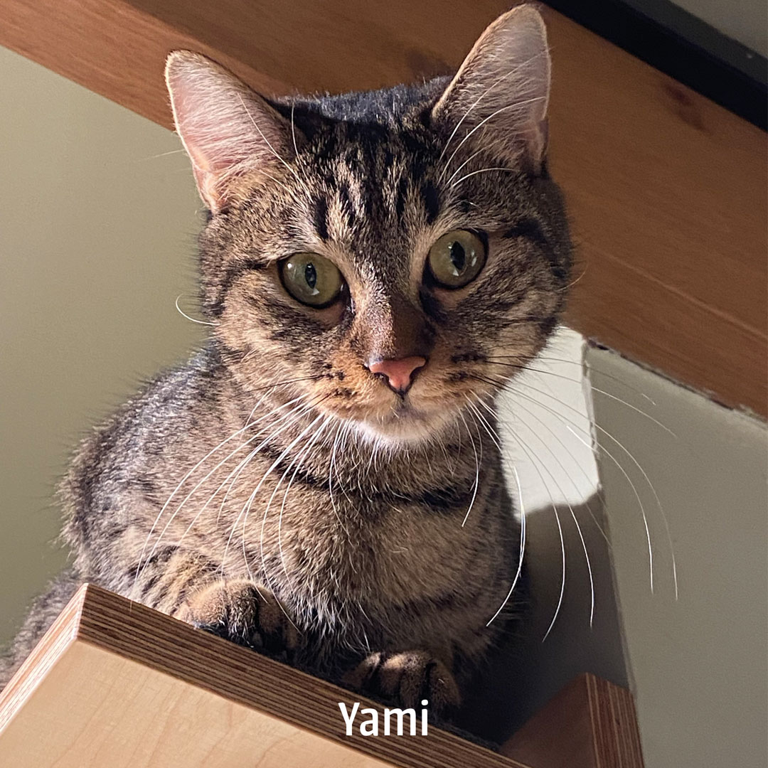 Yami