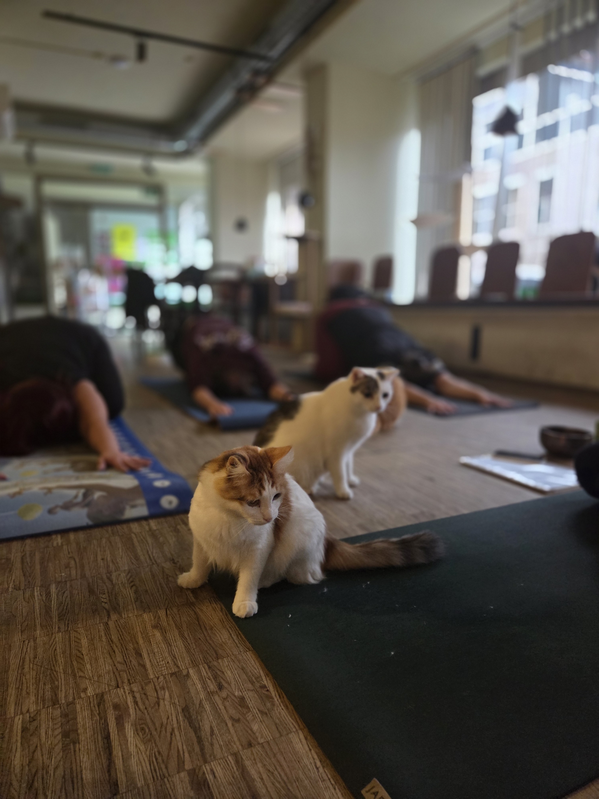 Yoga Brunch Nürnberg September