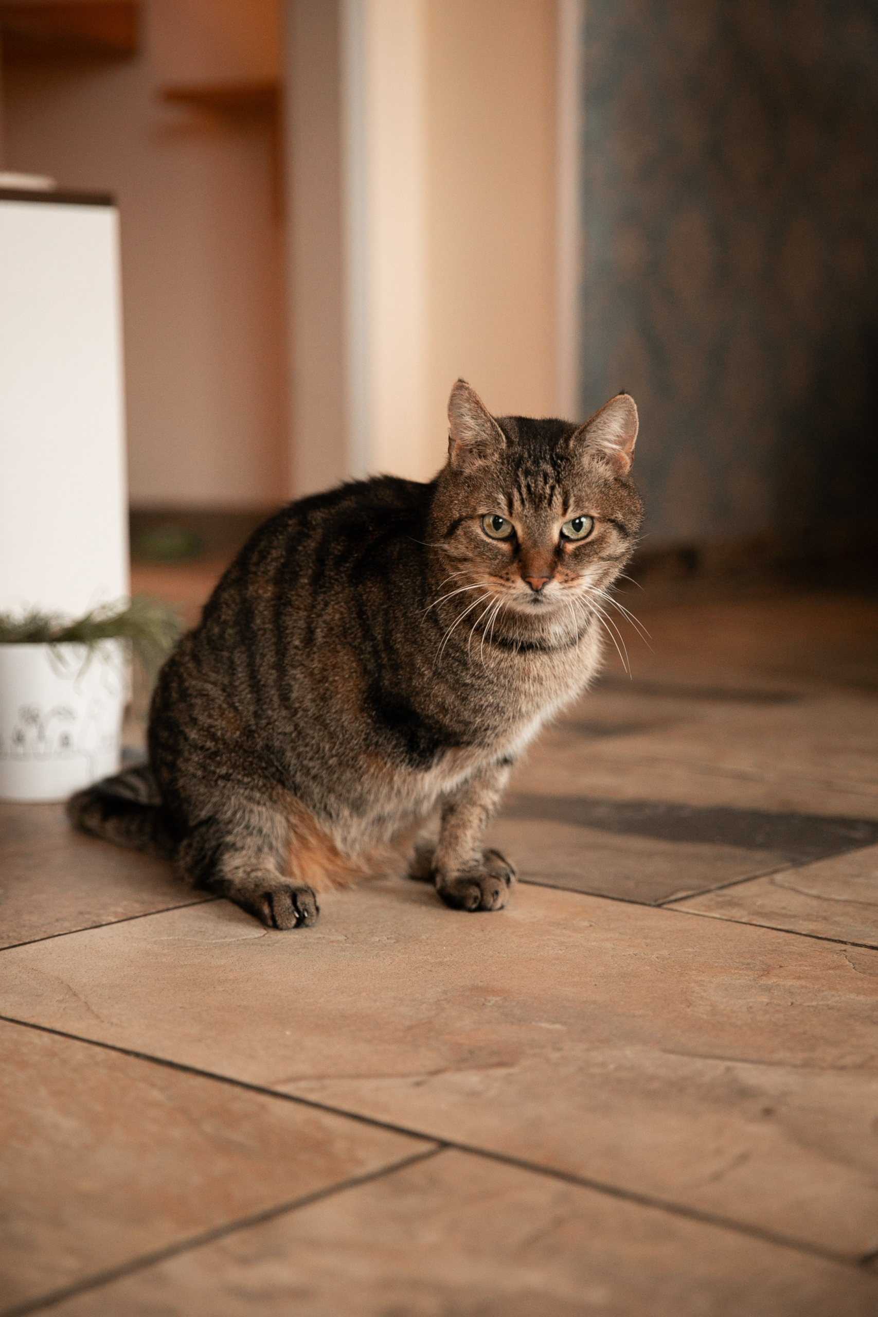 Katzen Erste Hilfe Kurs Leipzig Ost Nov